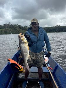 Giant African Threadfin