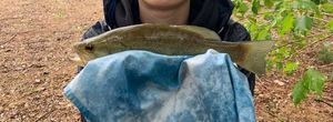 Largemouth Bass