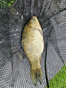 Crucian Carp
