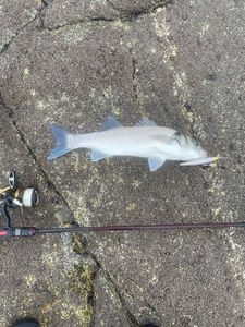 European Bass (Seabass)