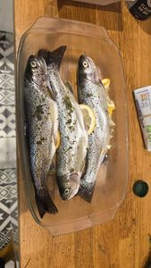Rainbow Trout