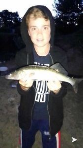 Zander