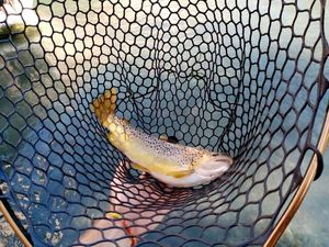 Brown Trout