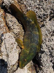 Ballan Wrasse