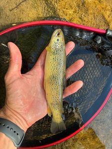 Brown Trout