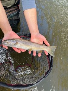 Brown Trout