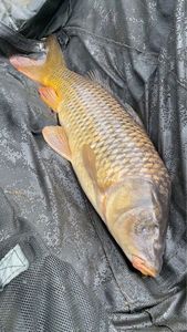 Common Carp