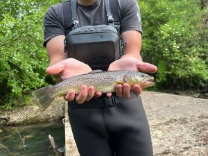 Brown Trout