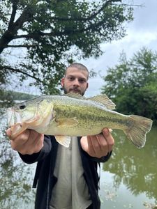 Largemouth Bass