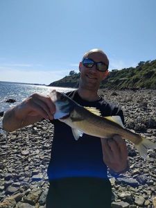 European Bass (Seabass)