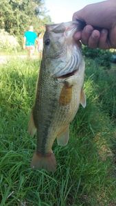 Smallmouth Bass