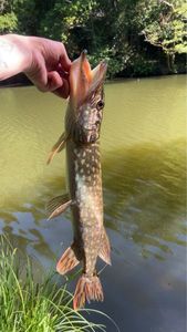 Northern Pike