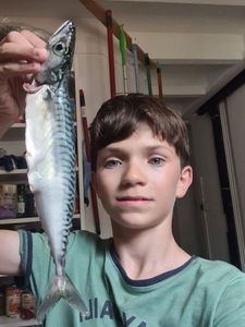 Mackerel