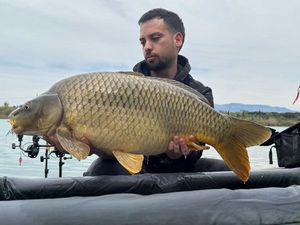 Common Carp