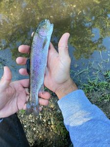 Rainbow Trout