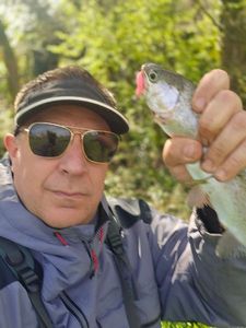 Rainbow Trout