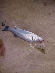European Bass (Seabass)