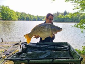 Common Carp