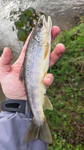 Brown Trout