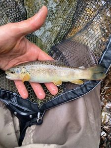 Brown Trout