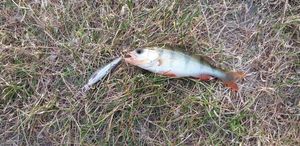European Perch