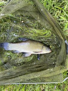 Tench
