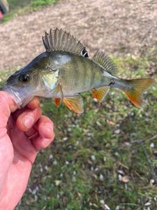 European Perch