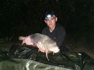 Common Carp