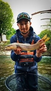 Brown Trout
