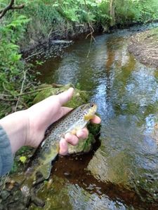 Brown Trout