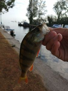 European Perch