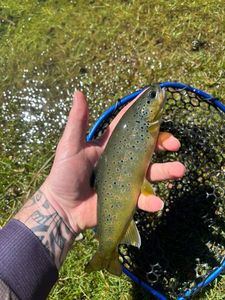 Brown Trout