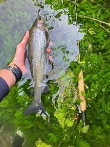 Grayling