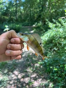 European Perch