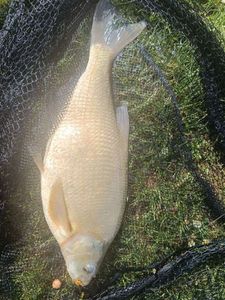 Common Bream