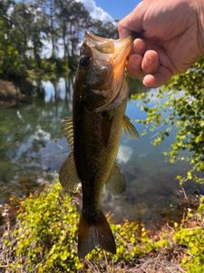 Largemouth Bass