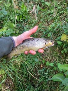 Brown Trout