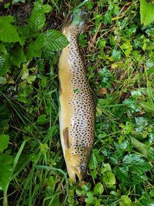 Brown Trout