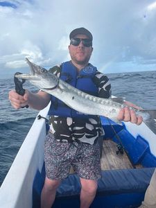 Great Barracuda