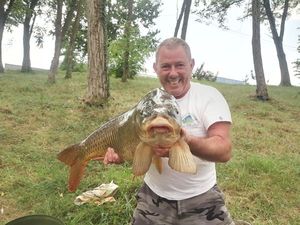 Common Carp