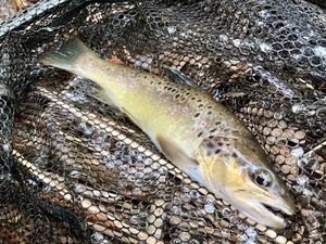 Brown Trout