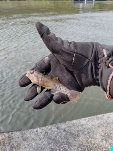 Round Goby