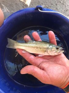 Largemouth Bass