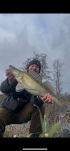 Zander