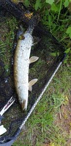 Northern Pike