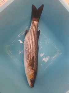 Thicklip Grey Mullet