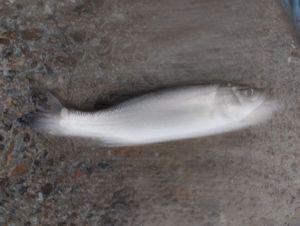 European Bass (Seabass)