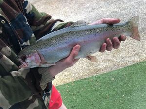 Rainbow Trout