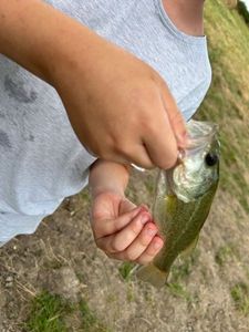 Largemouth Bass
