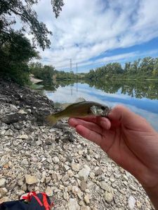 Smallmouth Bass